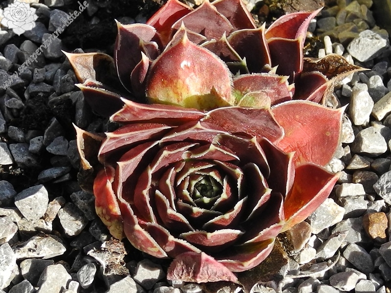 Red Andre Smits / Jovi