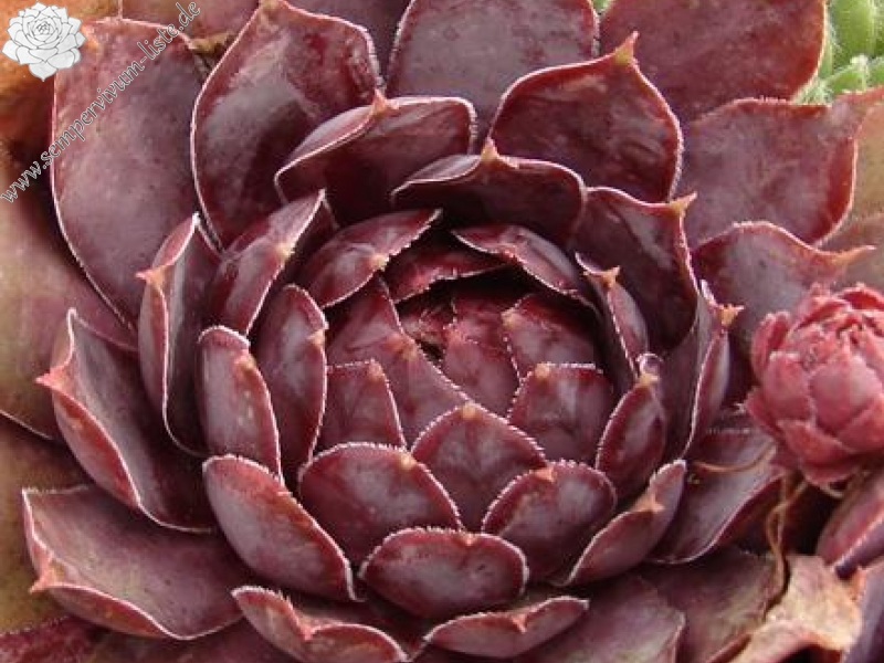 Schwarze Rose
