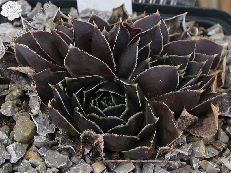 Red Andre Smits / Jovi