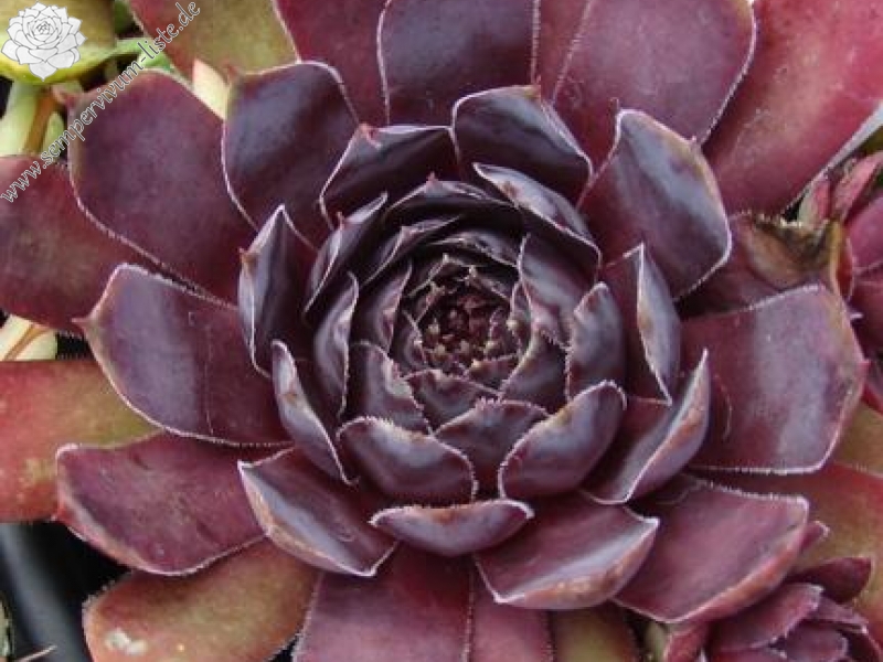 Schwarze Rose