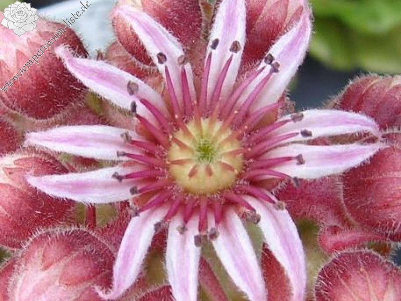 Pachamama