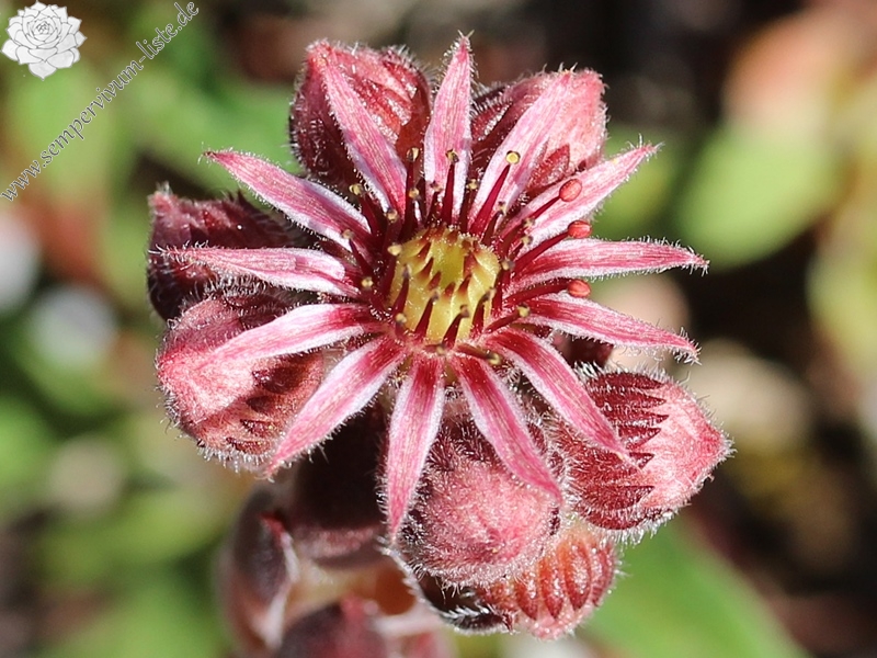 Schwarze Rose