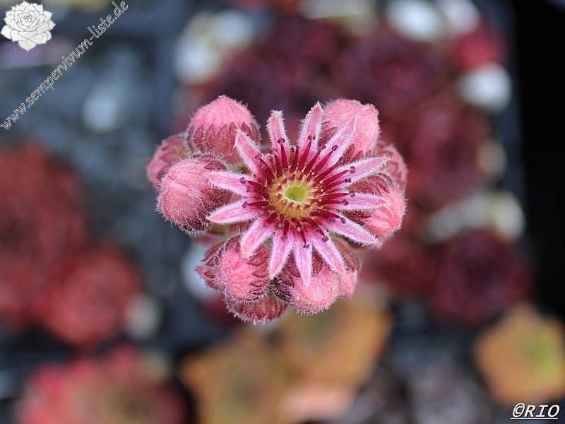 Schwarze Rose