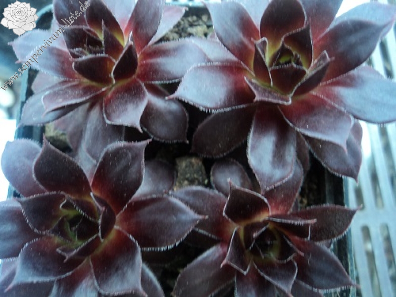 Schwarze Rose