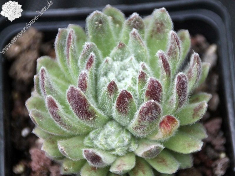 Green Ice
