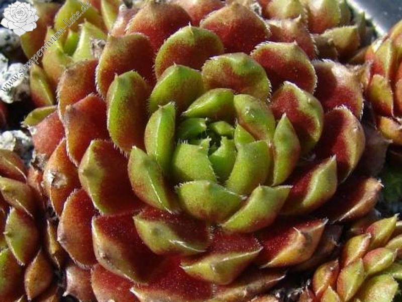 Pachamama