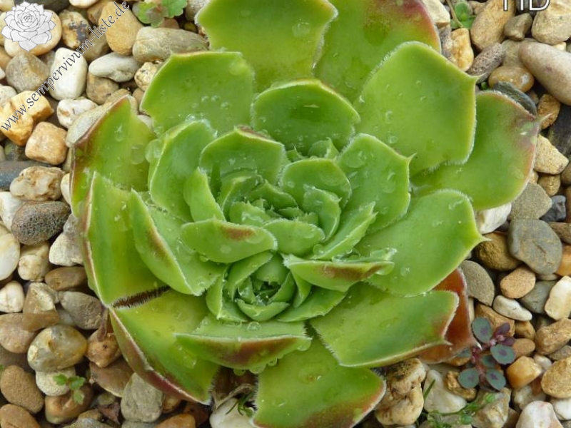 Golden Suzanna / Jovi