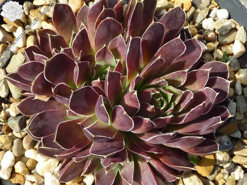 Grandpa Smits / Jovi