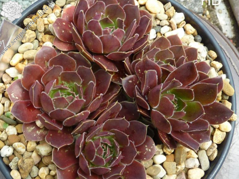 Mount Menhirs / Jovi