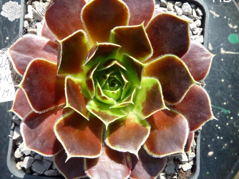 Red Andre Smits / Jovi