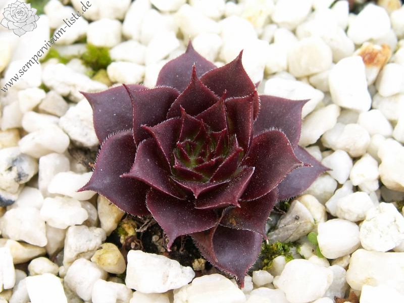 Schwarze Rose