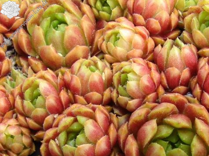 Pachamama