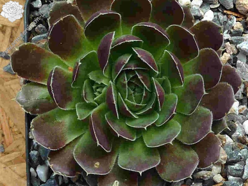 Grandpa Smits / Jovi