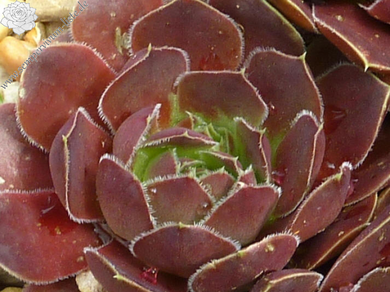 Mount Menhirs / Jovi