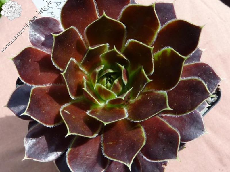 Red Andre Smits / Jovi