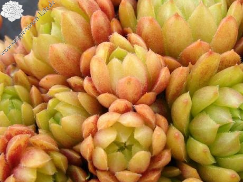 Pachamama