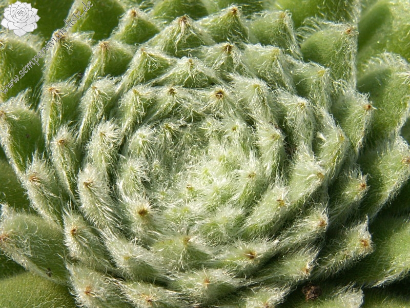 Green Ice