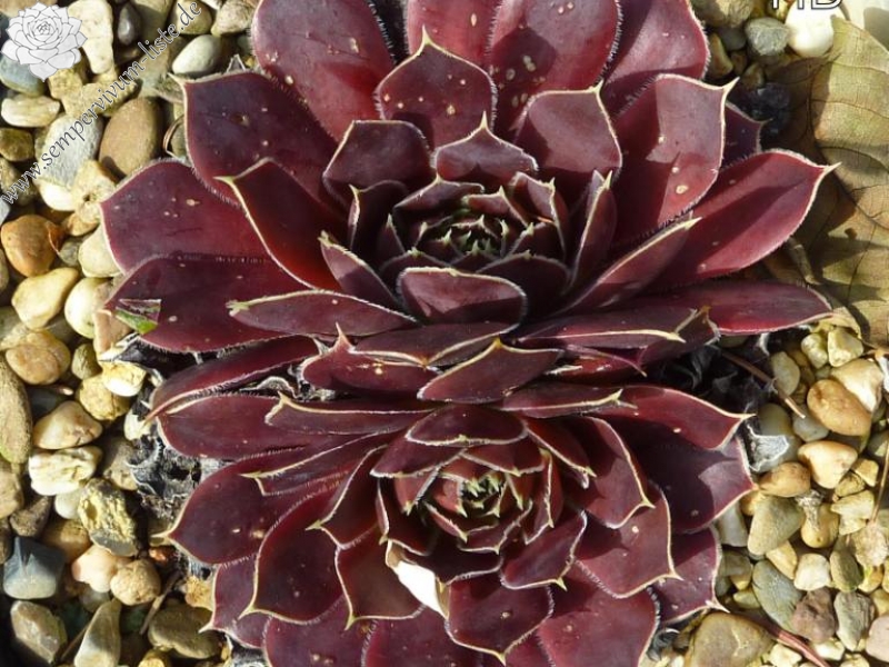 Red Andre Smits / Jovi