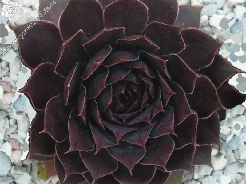 Schwarze Rose