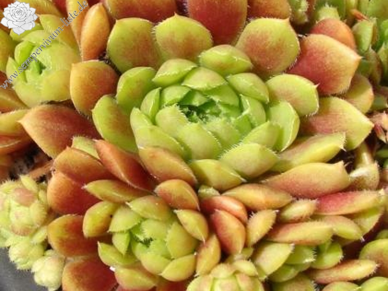 Pachamama