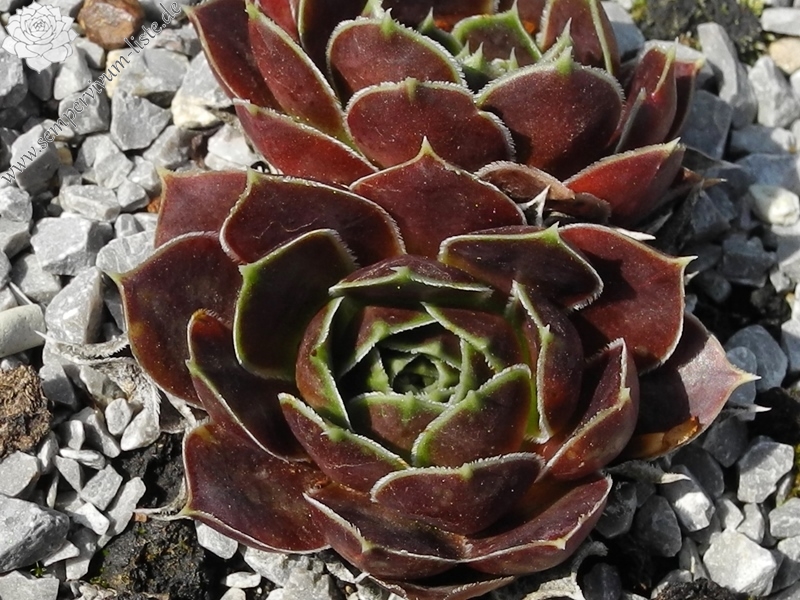 Red Andre Smits / Jovi