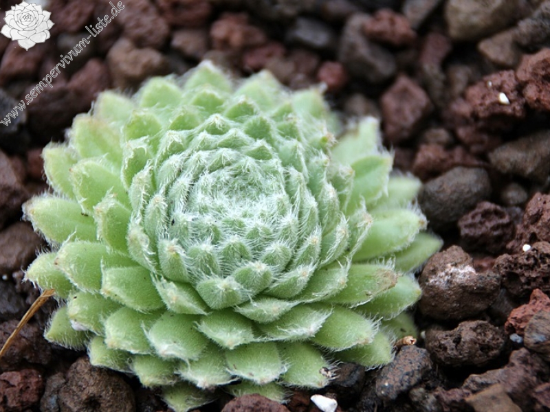Green Ice