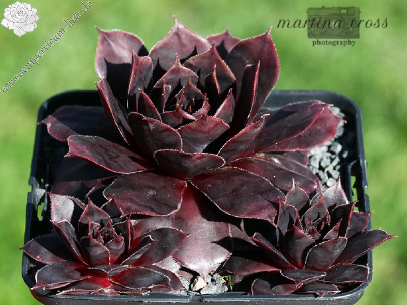 Schwarze Rose