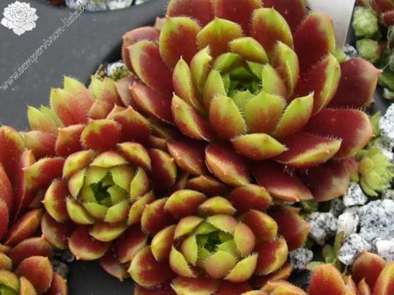 Pachamama