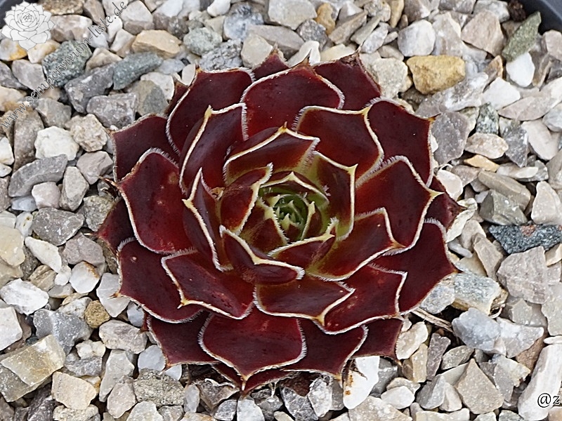 Red Andre Smits / Jovi