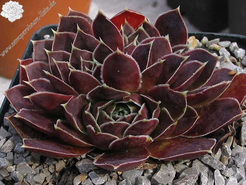 Red Andre Smits / Jovi