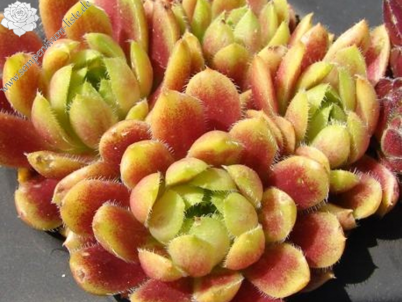 Pachamama