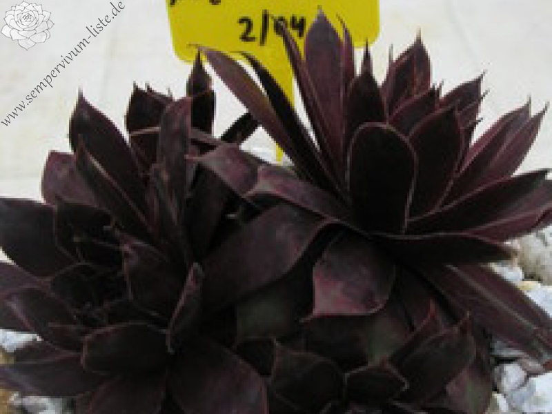 Schwarze Rose