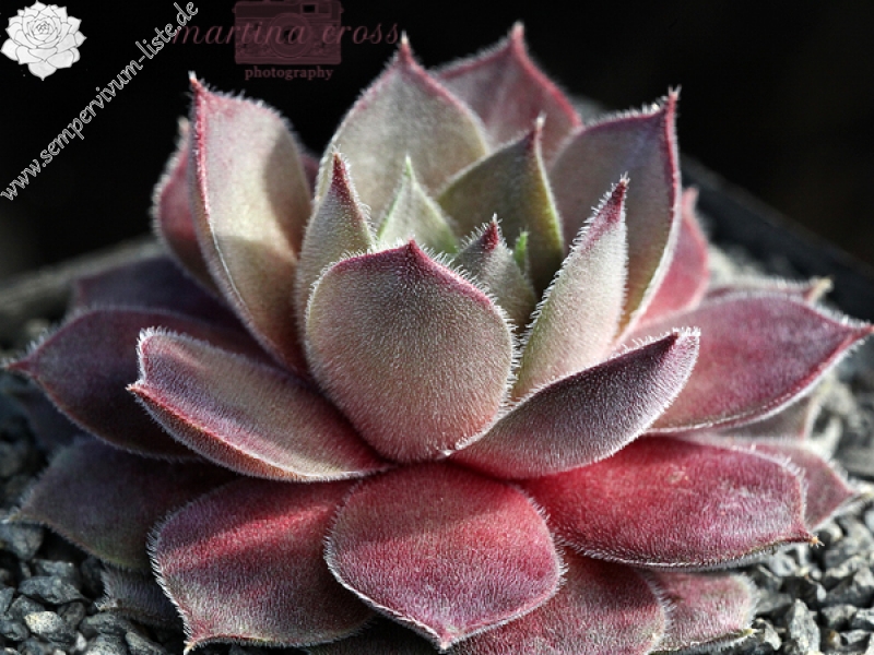 Silver Shadow