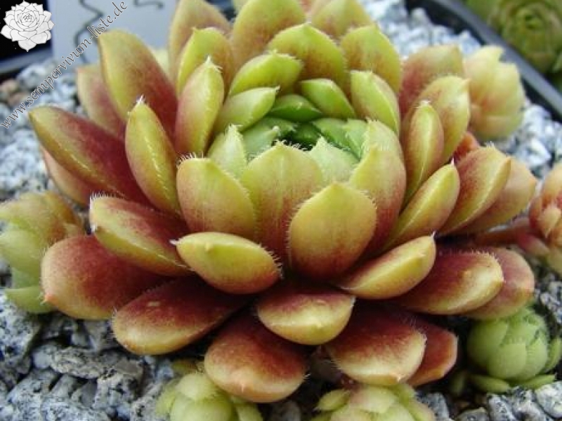 Pachamama