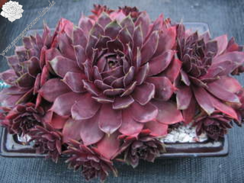 Schwarze Rose