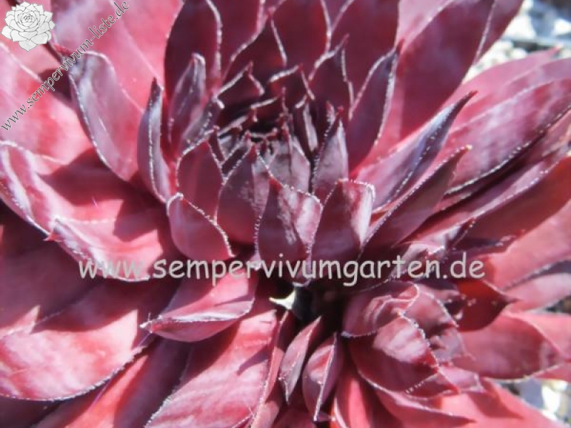 Drachenblut