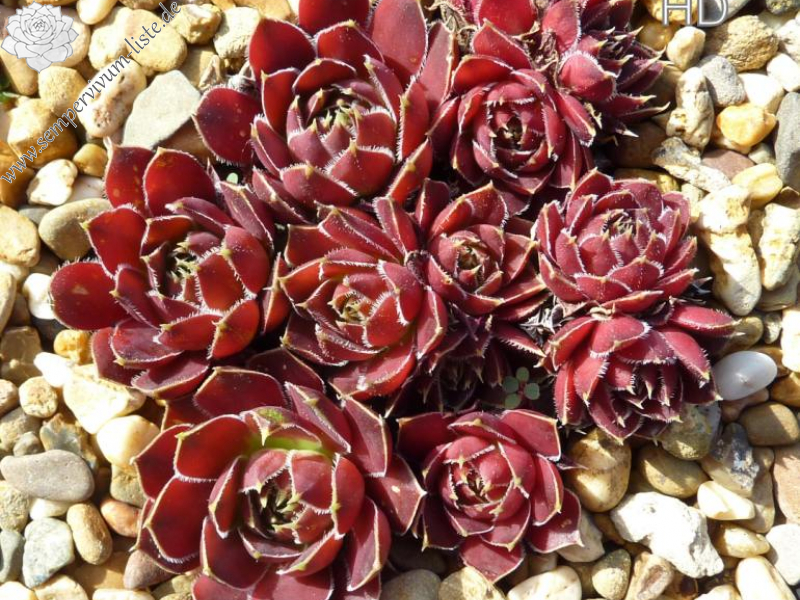 September Beauty / Jovi