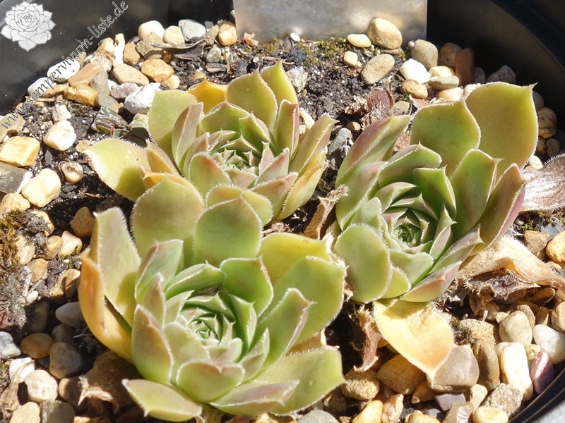 September Charm / Jovi