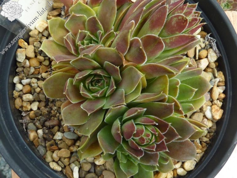 September Charm / Jovi