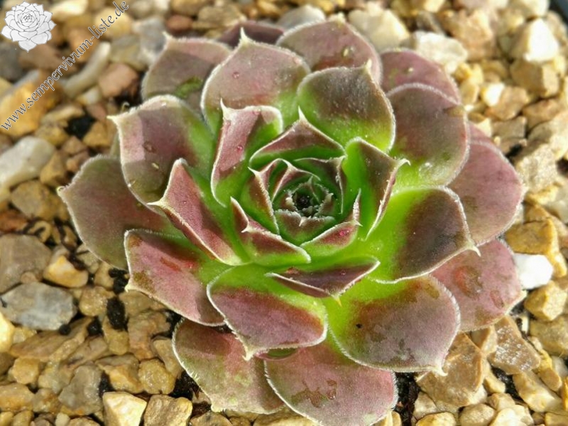 September Charm / Jovi