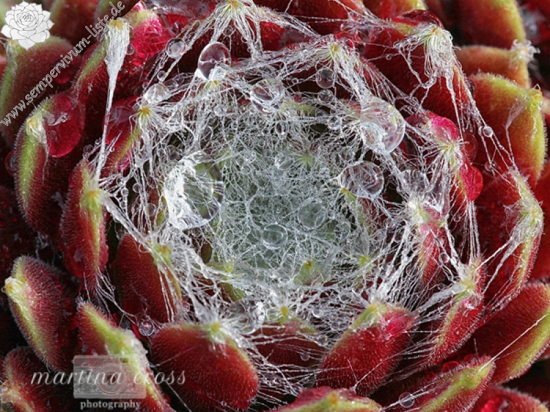 Silken Threads