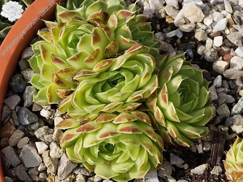 Silver Dancer / Jovi