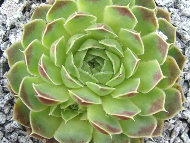 Silver Dancer / Jovi