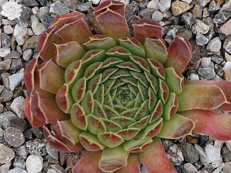 Silver Dancer / Jovi