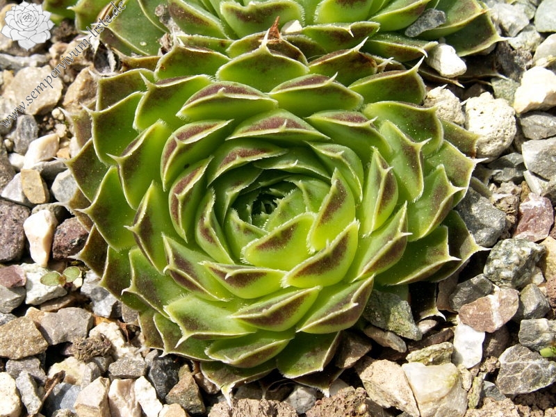 Silver Dancer / Jovi