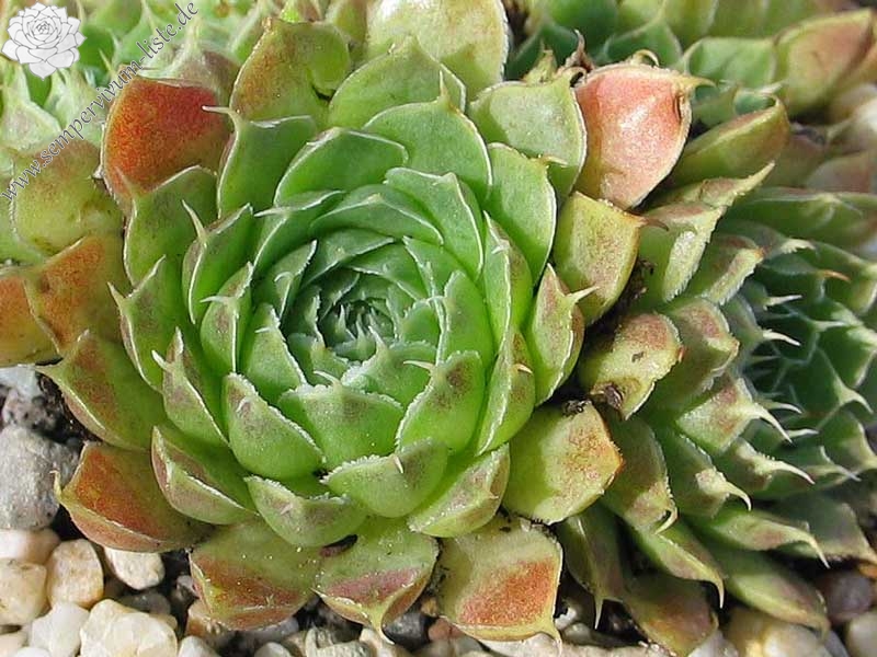 Silver Dancer / Jovi