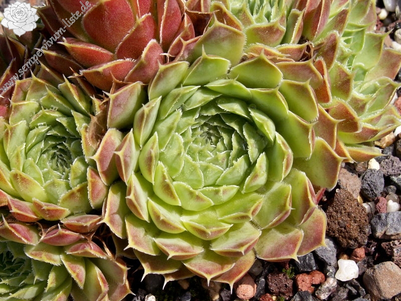 Silver Dancer / Jovi