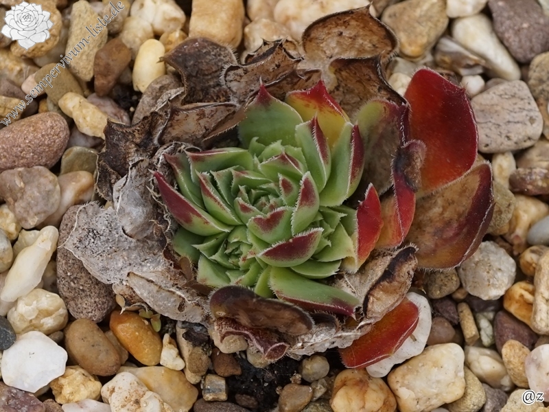 Smaragdschale / Jovi