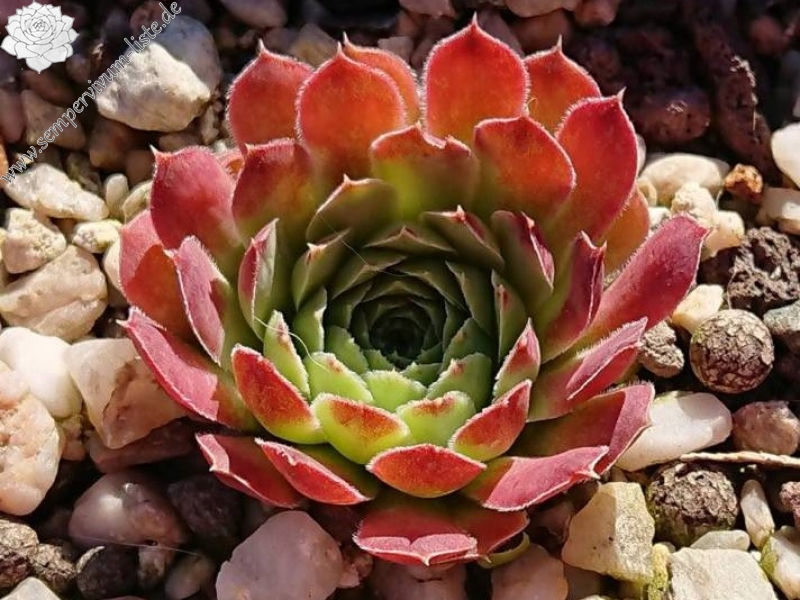 Smaragdschale / Jovi