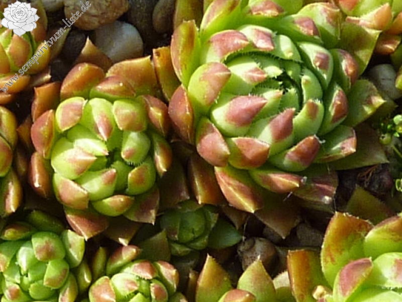 Smokie / Jovi ( II )